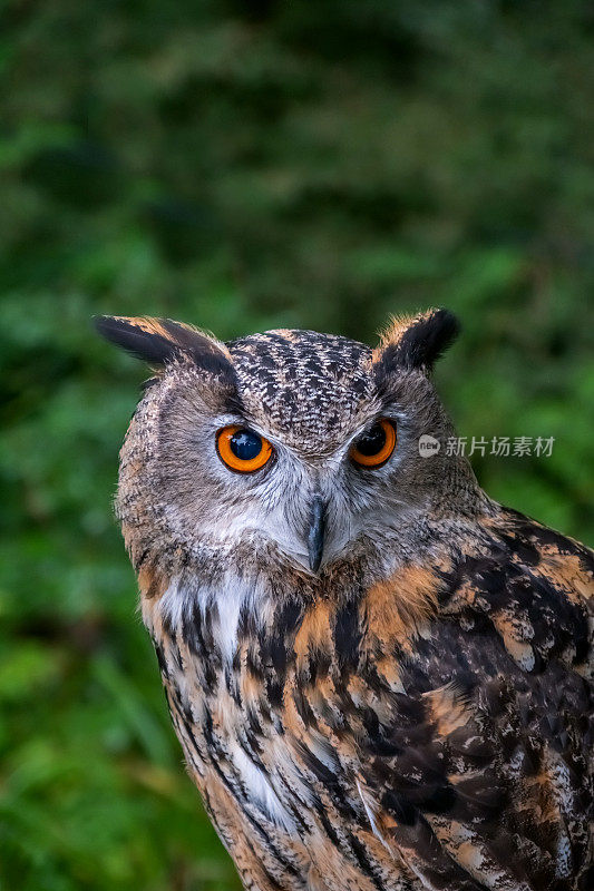 欧亚鹰鸮(Bubo Bubo)近照